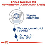 Royal Canin Maxi Adult karma sucha dla psów dorosłych, do 5 roku życia, ras dużych 18kg (15+3kg)