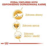 Royal Canin Maine Coon Adult karma sucha dla kotów dorosłych rasy maine coon 400g