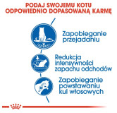 Royal Canin Indoor Apetite Control karma sucha dla kotów dorosłych przebywających w domu, domagających się jedzenia 400g