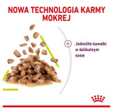 Royal Canin Sensory Smell w sosie karma mokra dla kotów dorosłych saszetka 85g