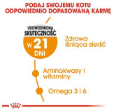 Royal Canin Hair&Skin Care karma mokra w galaretce dla kotów dorosłych, lśniąca sierść i zdrowa skóra saszetka 85g