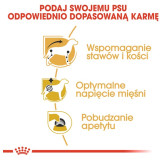 Royal Canin Dachshund karma mokra - pasztet, dla psów dorosłych rasy jamnik saszetka 85g