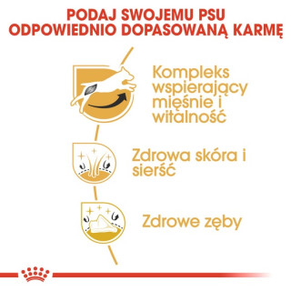 Royal Canin Jack Russell Terrier Adult karma sucha dla psów dorosłych rasy jack russell terrier 500g